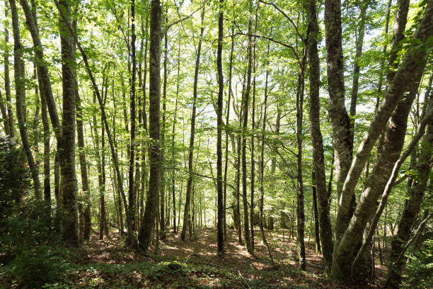istock Forest in the Seva de Irati 847070604