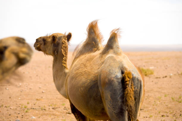 istock Rear Bactrian Double Hump Camel Gobi Desert 847070718