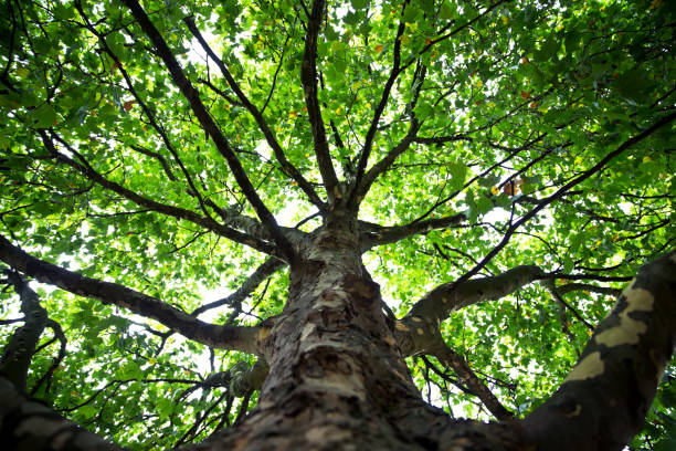 istock Lush Green Trees in a Park 847073068