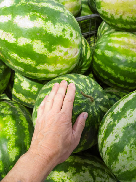 istock Watermelons in a supermarket. 847073314