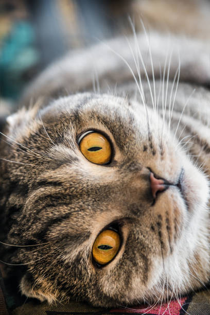 istock closer look of the Scottish fold cat 847076562