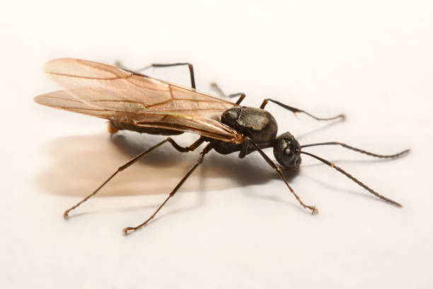 istock Close-up photos Winged ants on a white background 847079806
