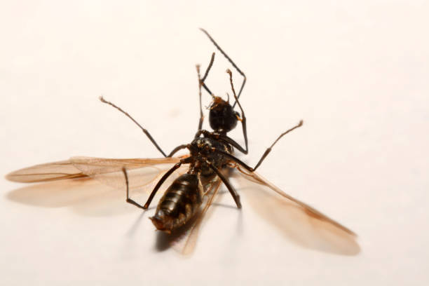 istock Close-up photos Winged ants on a white background 847079826