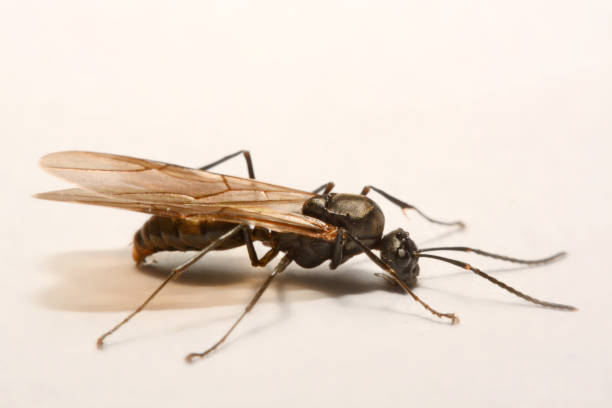 istock Close-up photos Winged ants on a white background 847079844