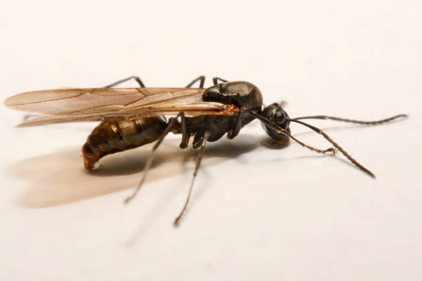 istock Close-up photos Winged ants on a white background 847079860