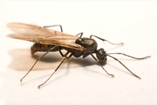 istock Close-up photos Winged ants on a white background 847079892
