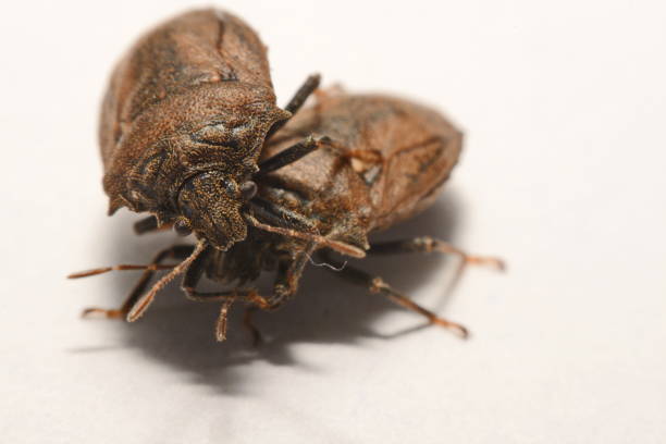 istock Close-up of brown Marmalade Stink Bug on white paper background. 847079932