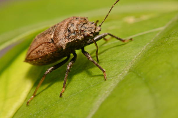 istock Extreme close up Shield Bug Or Stink Bug brown on plant 847080044