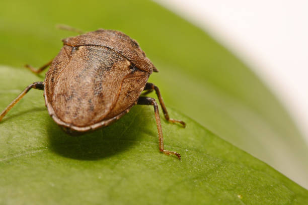 istock Extreme close up Shield Bug Or Stink Bug brown on plant 847080060