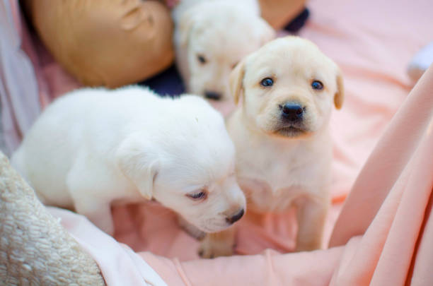 Little labrador puppy on the pink background. Cute white pet