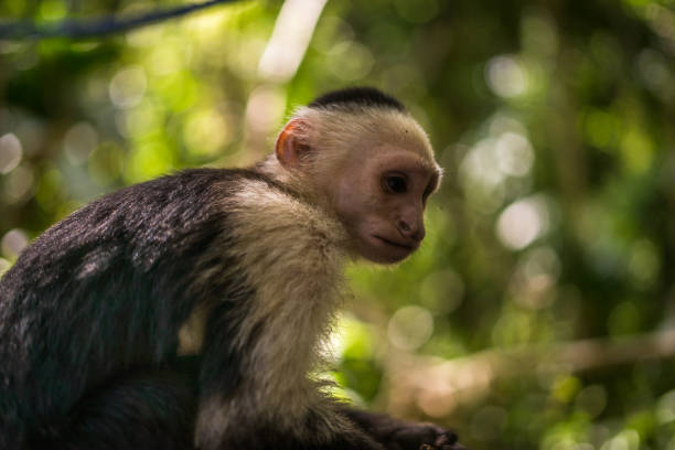 istock Capuchin monkeys in Costa Rica 847080374