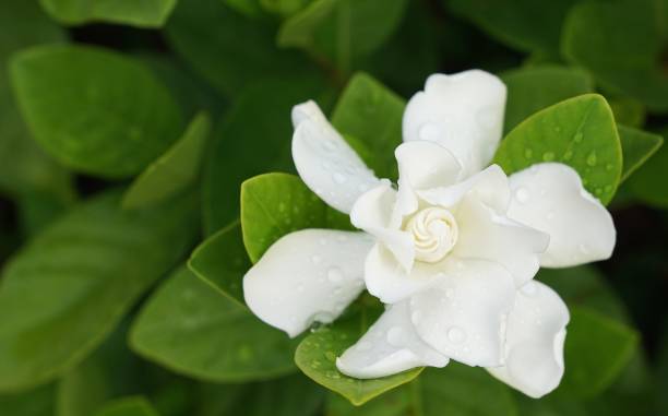 White Gardenia Flower (Gardenia jasminoides) with rain drops stock photo