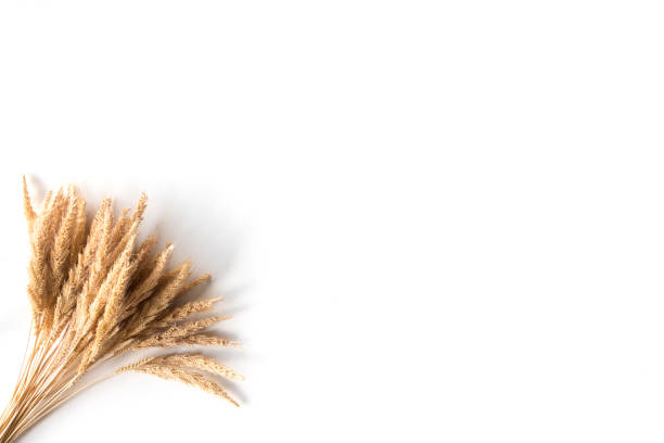 istock Ear of rice on a white background, free space for text 847081464