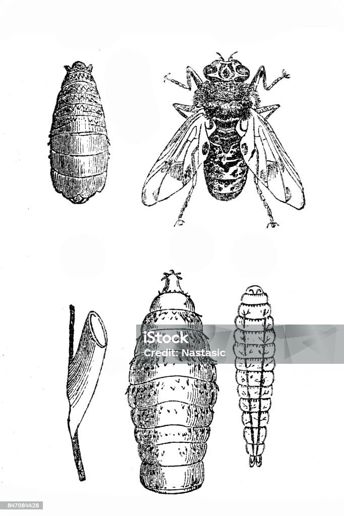 Bot Fly Sign Bot Fly Stock Illustration - Download Image Now - 19th Century Style ...