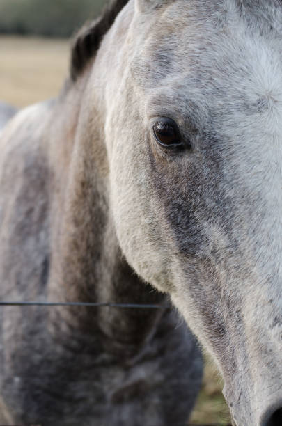 A horse A detail shot of a horses face uffington horse stock pictures, royalty-free photos & images