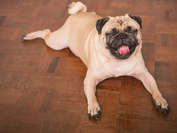 istock Adorable pug dog lying on floor at home, 3 year old. 847085578