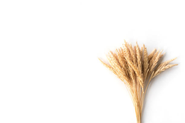 istock Ear of rice on a white background, free space for text 847088714