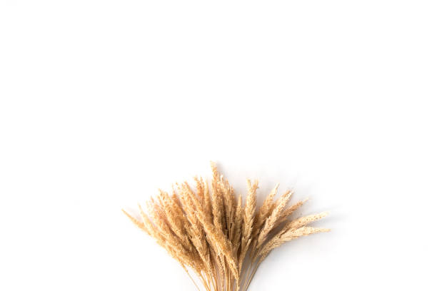 istock Ear of rice on a white background, free space for text 847088732