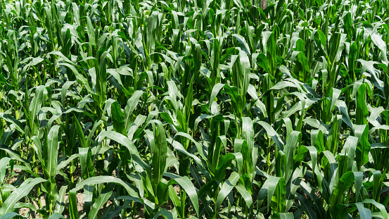 campo de maíz en el centro de día photo