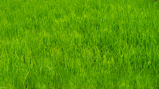 Verde hierba de su hogar photo