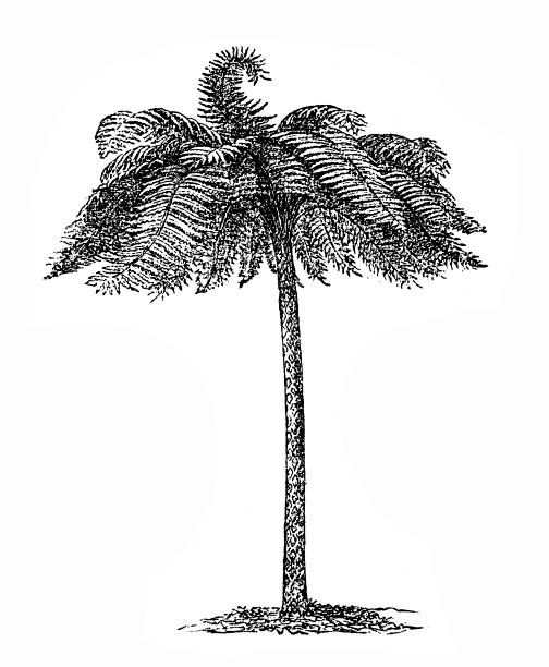 Cyathea dealbata (silver tree fern) Illustration of a Cyathea dealbata (silver tree fern) tree fern stock illustrations