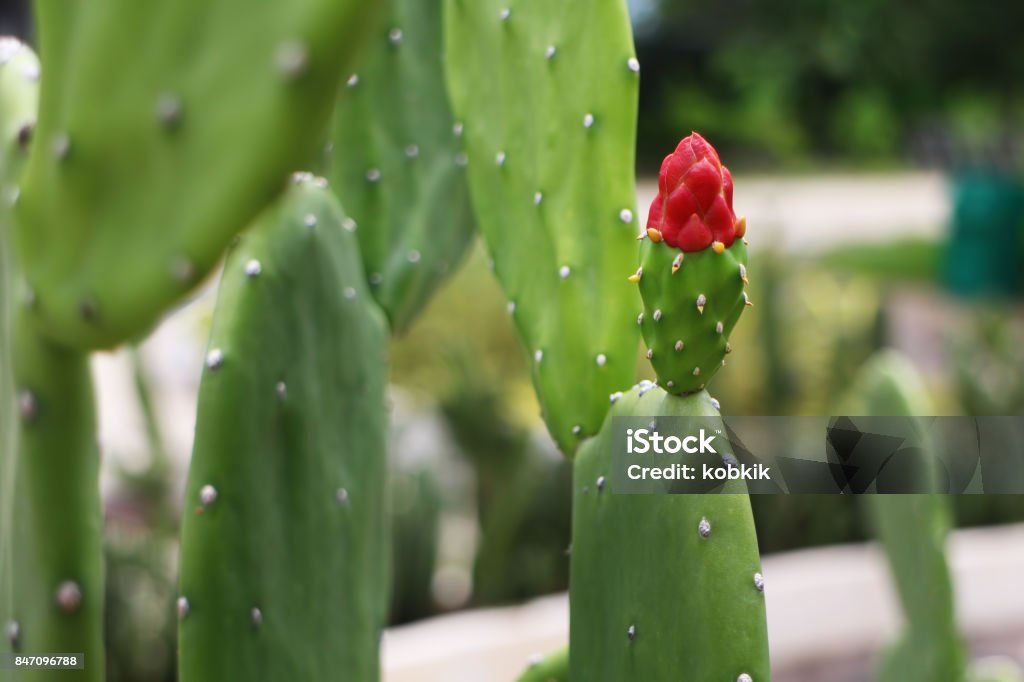 Foto de Cacto Com Sua Flor Vermelha De Brotamento e mais fotos de stock de  Afiado - Afiado, Beleza, Botânica - Assunto - iStock