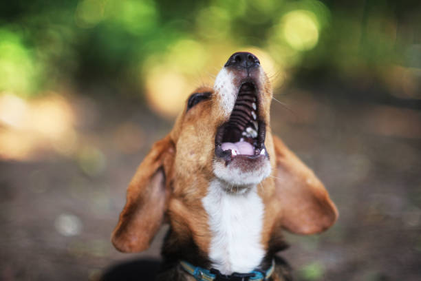 istock An adorable beagle dog feeling sleepy. 847097070