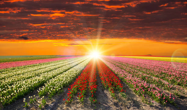 istock Blossoming tulip fields in a dutch landscape 847097494
