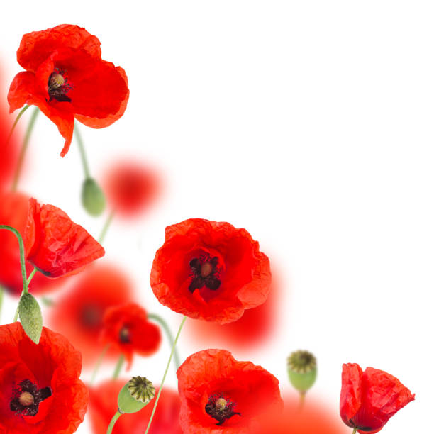 красивый маковый фон, крупным планом - flower red poppy sky стоковые фото и изображения