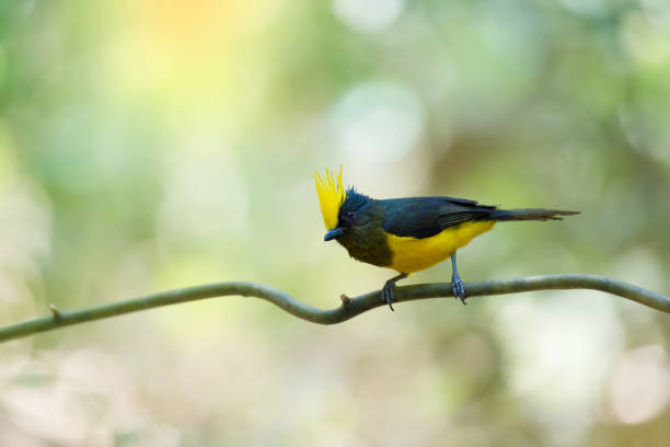 istock Yellow crested bird perching on vine ,natural blurred background. 847100474