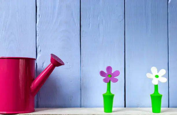 Red watering can on a background of blue wooden boards, with miniature flowers. Copy space