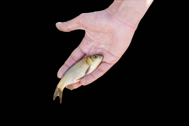 istock man's hand holding wresh fish isolated on black background 847102062