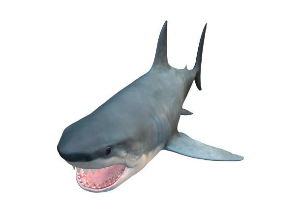 3D rendering of a Megalodon or Carcharocles megalodon, an extinct species of shark  isolated on white background