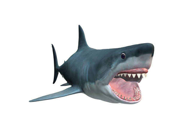 istock 3D Rendering Megalodon or Carcharocles Megalodon on White 847104342
