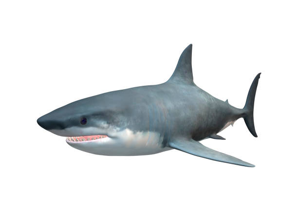 istock 3D Rendering Megalodon or Carcharocles Megalodon on White 847104344