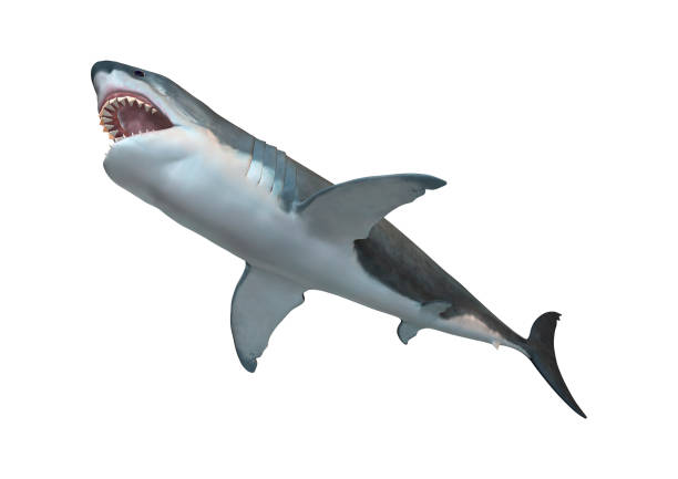istock 3D Rendering Megalodon or Carcharocles Megalodon on White 847104348