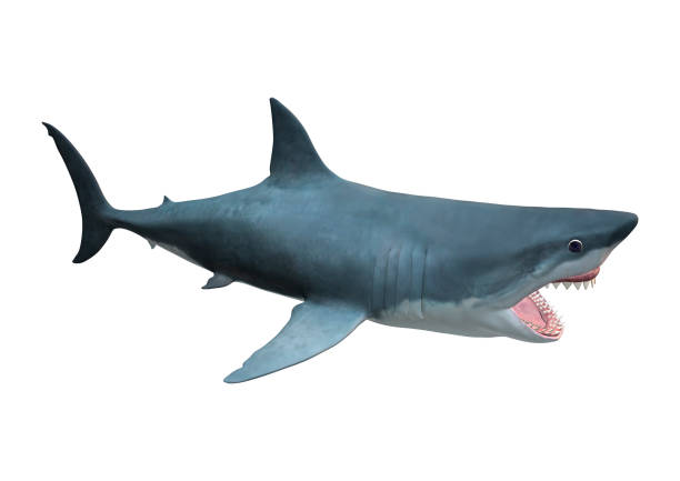 istock 3D Rendering Megalodon or Carcharocles Megalodon on White 847104350