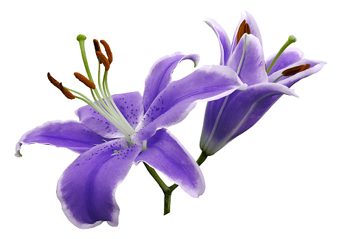 Purple flowers  lily on white isolated background with clipping path  no shadows. Closeup.  Nature.