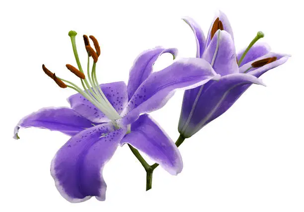 Photo of Purple flowers  lily on white isolated background with clipping path  no shadows. Closeup.  Nature.