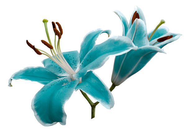 Turquoise flowers  lily on white isolated background with clipping path  no shadows. Closeup.  Nature.