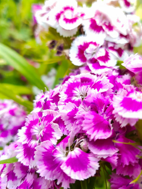 istock Cloves - Bartnelken - Dianthus barbatus 847107860