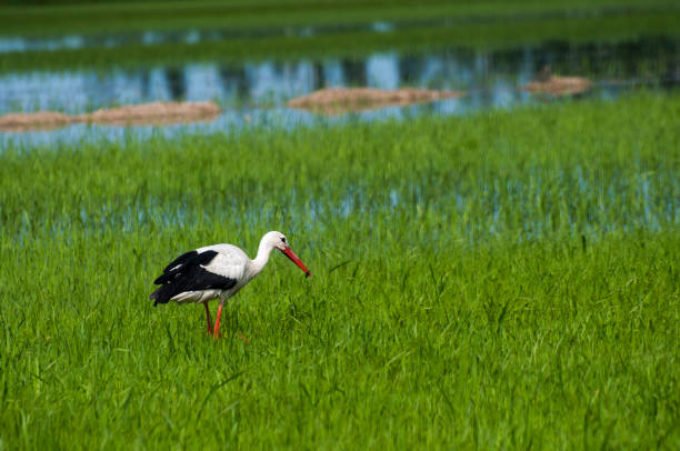 istock Stork Bird eating in green meadow 847109450