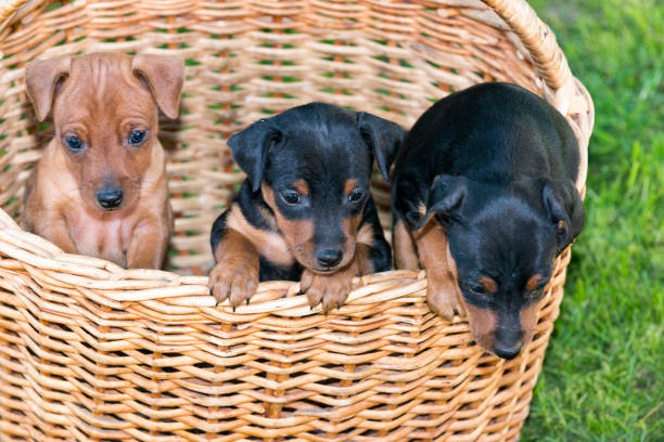istock zwergpinscher puppies 847109960