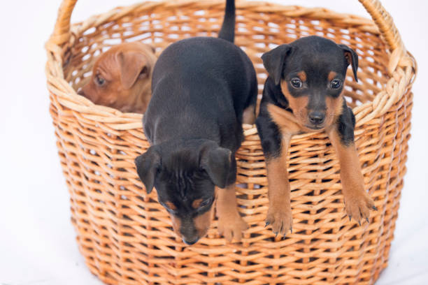 istock zwergpinscher puppies 847109982