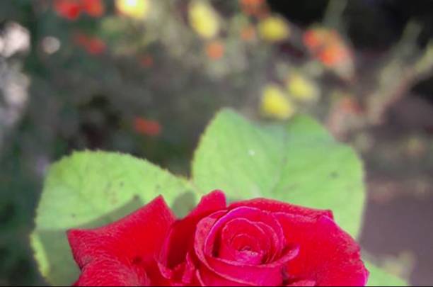 istock collection photos From garden 847110772