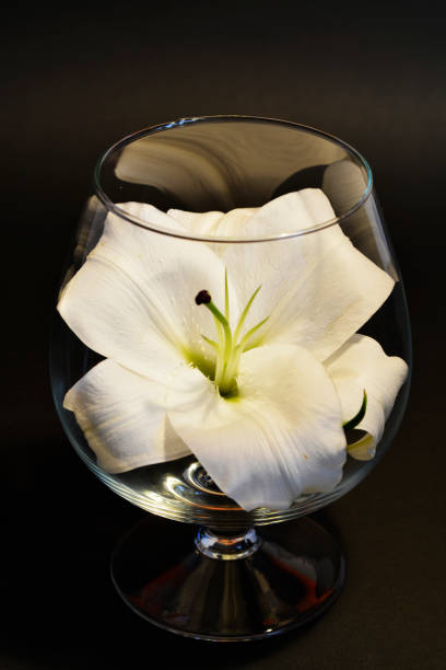 istock close-up delicate flower white lily in a wineglass 847118218