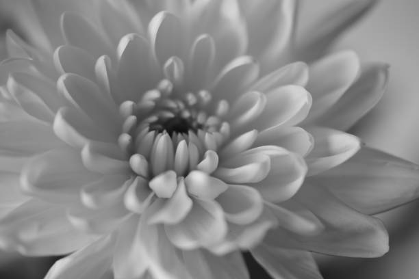 istock black and white macro shot of flower 847118452