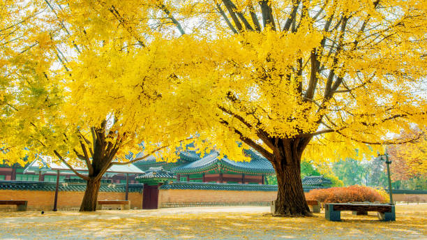 istock Autumn in Seoul,South Korea. 847125362