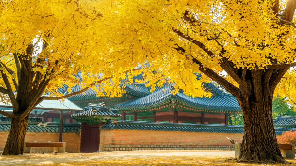 istock Autumn in Seoul,South Korea. 847125390