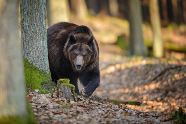 Brown bear in forest stock photo
